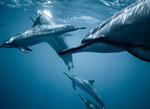 英格拉姆17+9班凯罗23+15+10 猛龙主场逆转魔术